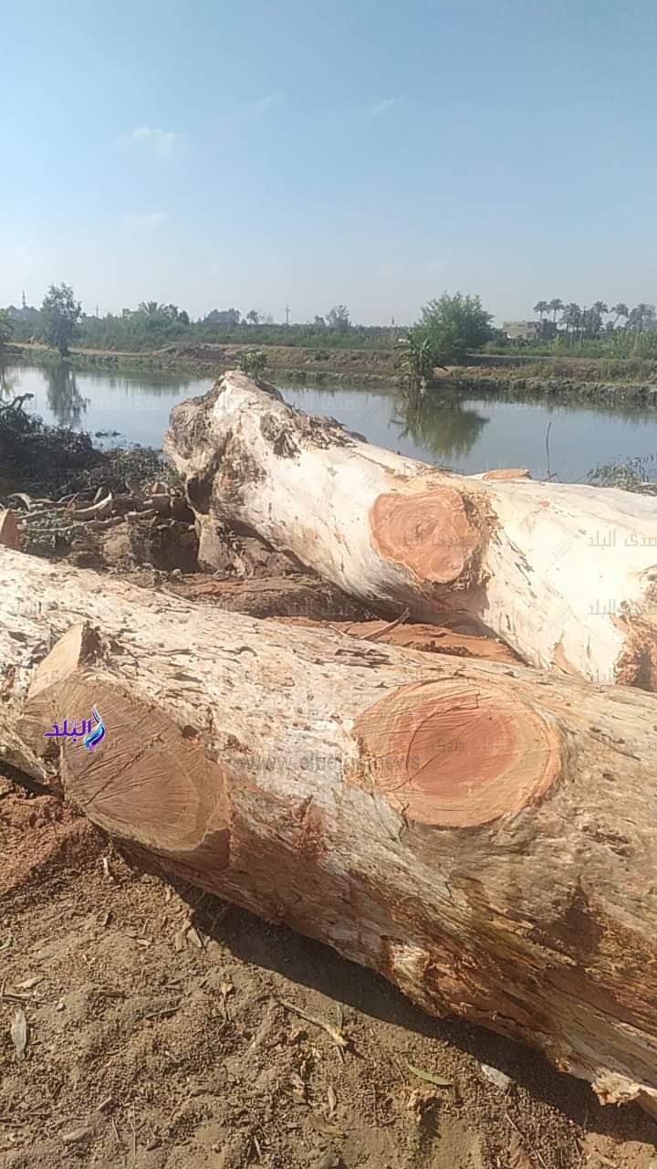 قطع شجر  الكافور في الإسماعيلية  