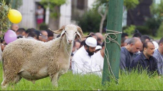 استعدادات عيد الأضحى- صورة أرشيفية 