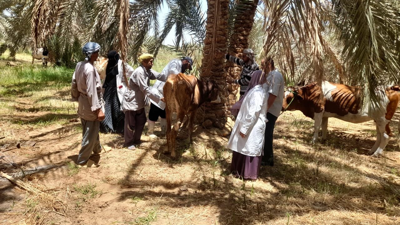 قافلة بيطرية