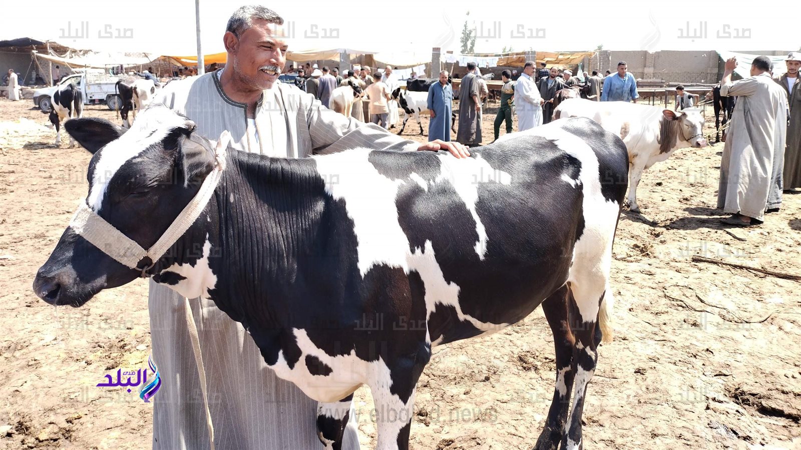 أحد تجار سوق الماشية بالزقازيق 