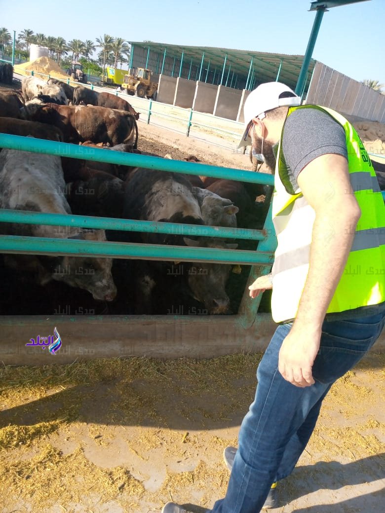 ذبح الأضاحى (3)