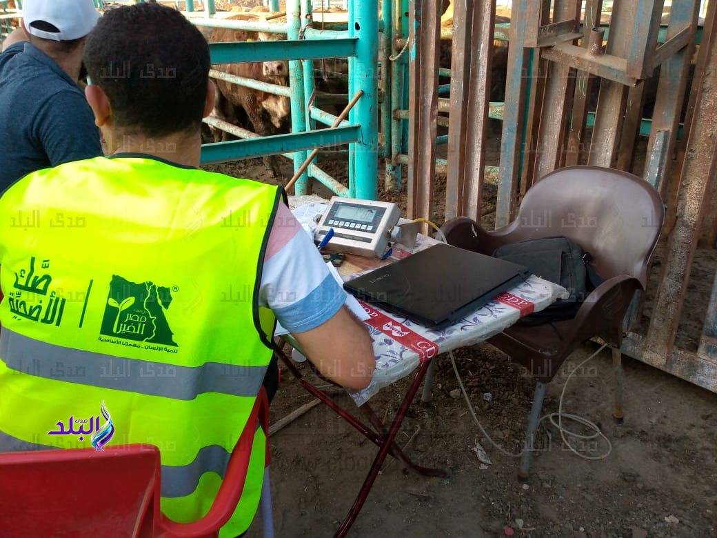 ذبح الأضاحى (4)