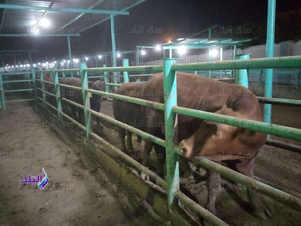 ذبح الأضاحى (5)