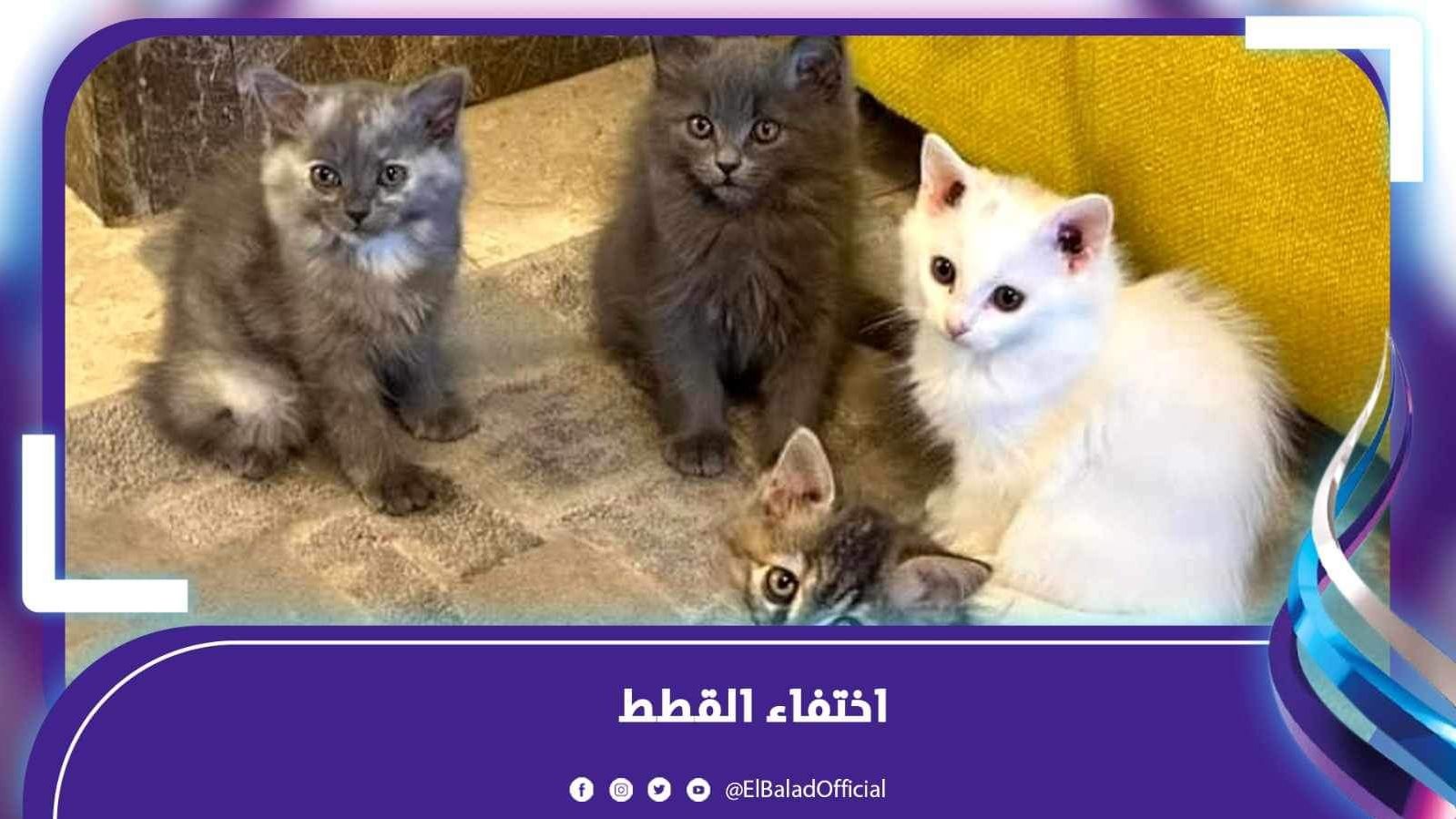 اختفاء القطط