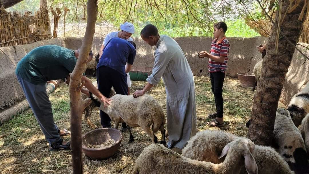 تحصين الماشية ضد مرض الحمى القلاعية 