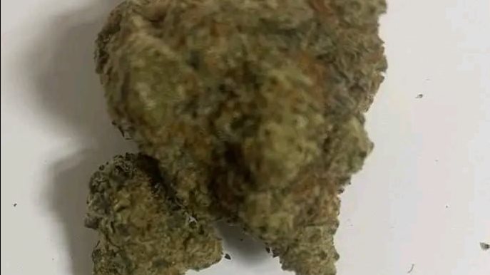 صور من الضبطية