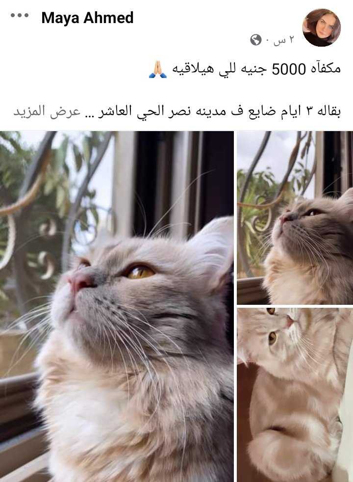 منشور القطط