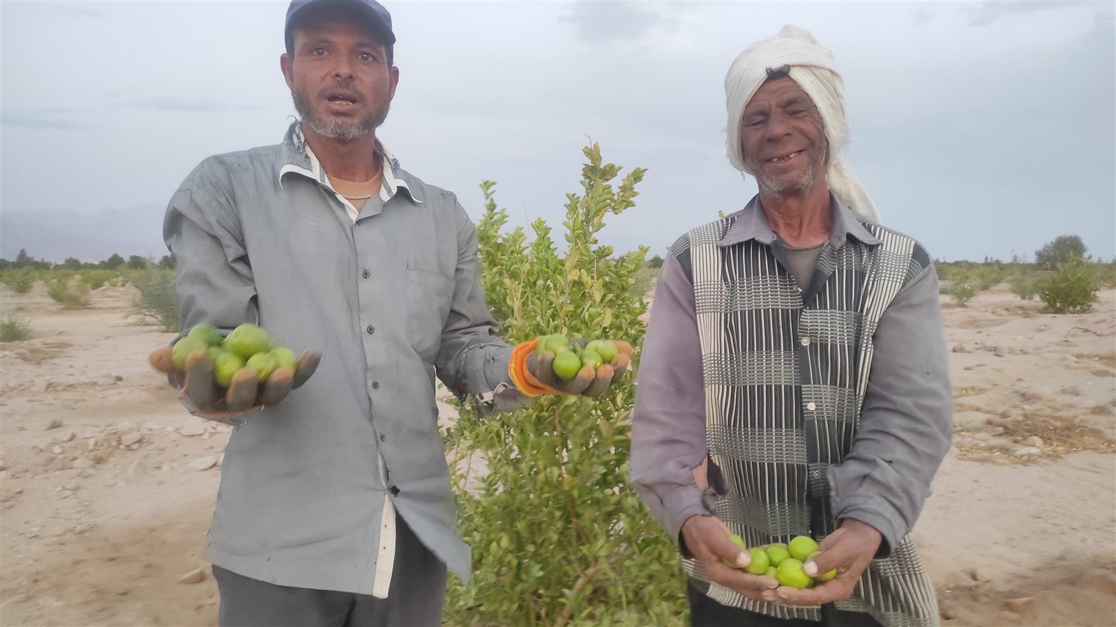 الليمون في مزارع طور سيناء 