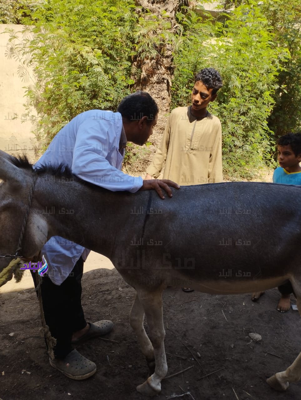 قوافل بيطرية 