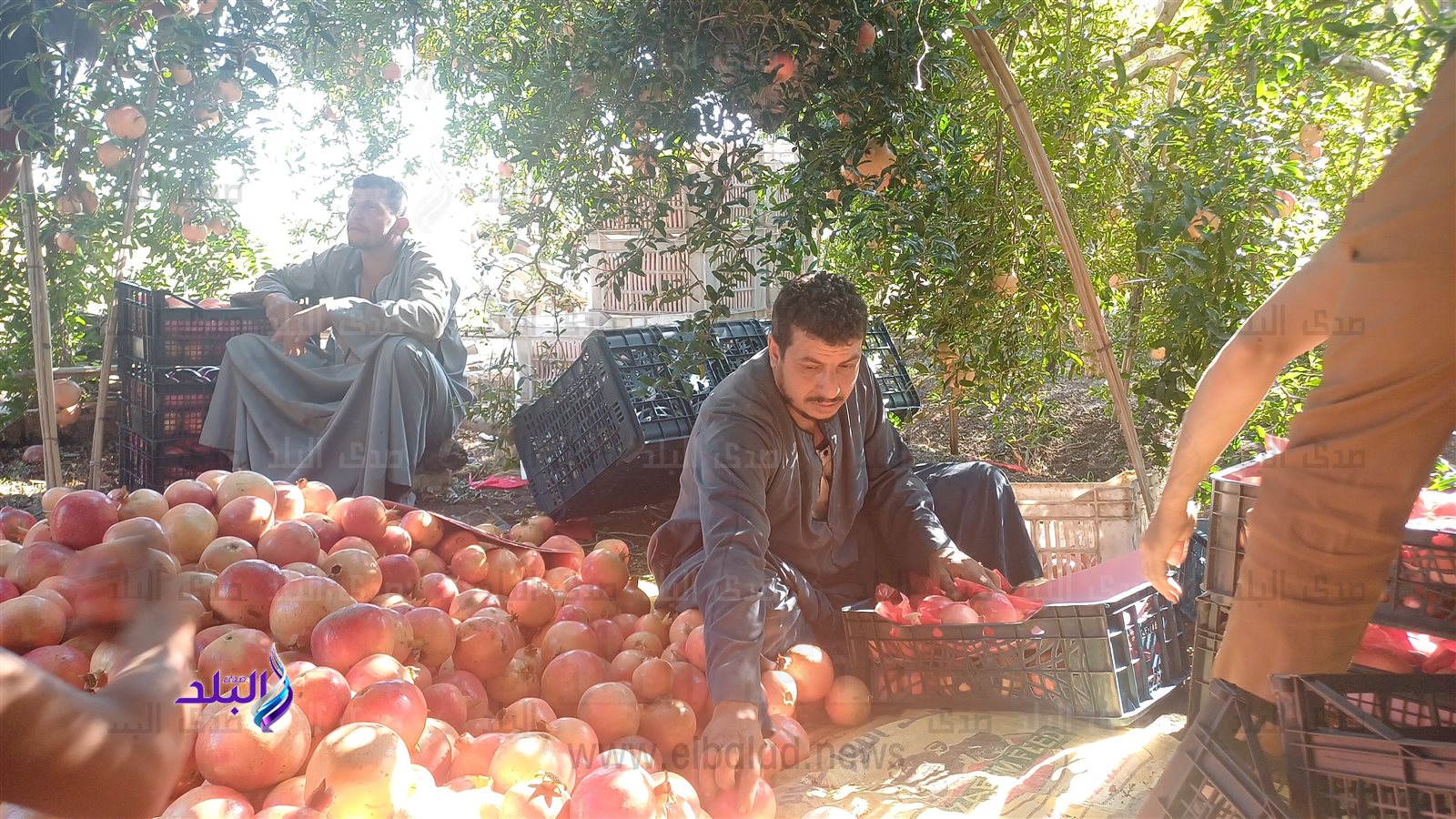 جمع ثمار الرمان من بساتين أسيوط 