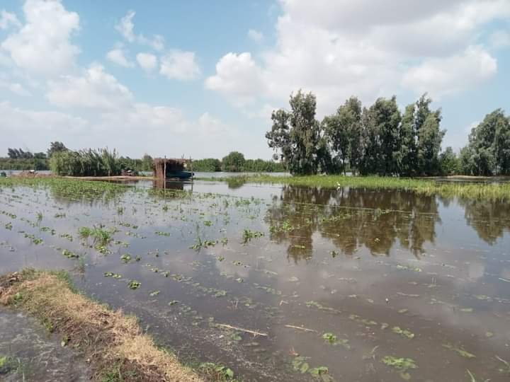 غرق الأراضي الزراعية في المنوفية 