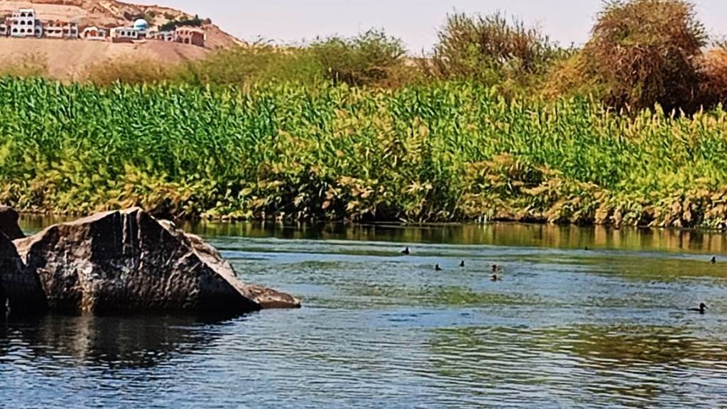 الاحتفال بيوم الطيور العالمى