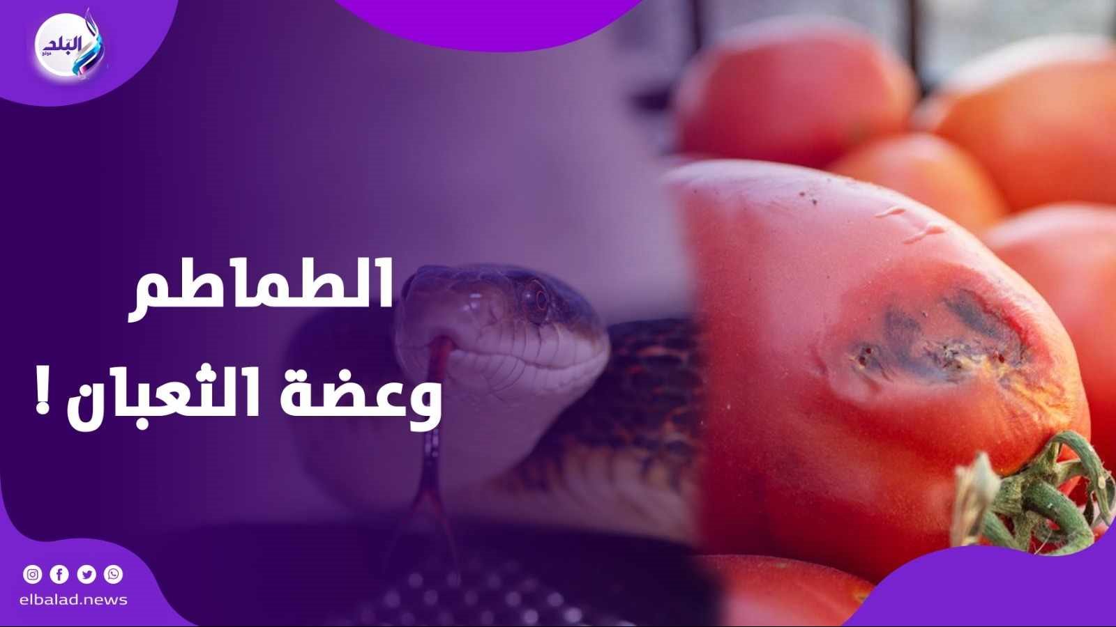 الطماطم