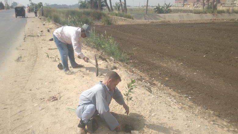 زراعة أشجار مثمرة وزينة 