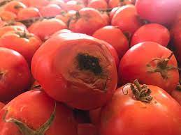 طماطم فاسدة