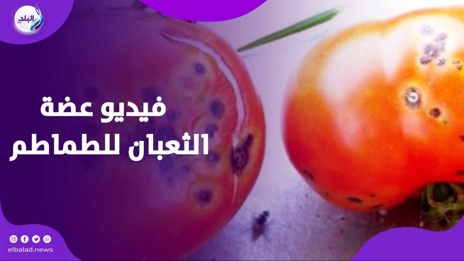 عضة الثعبان للطماطم