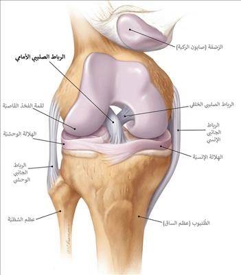 رسم توضيحي للرباط الصليبي