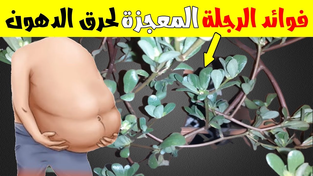 نباتات فائقة الفائدة..فوائد تناول عشبة الرجلة 