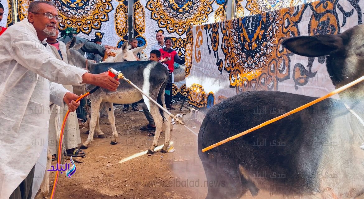 قافلة بيطرية (3)