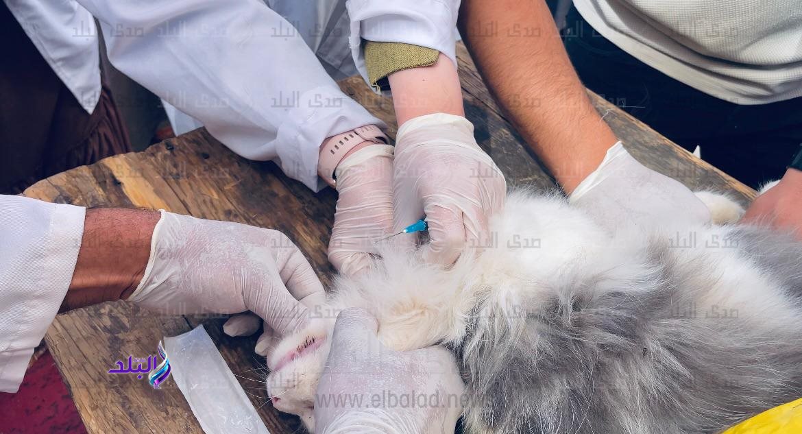 قافلة بيطرية (5)