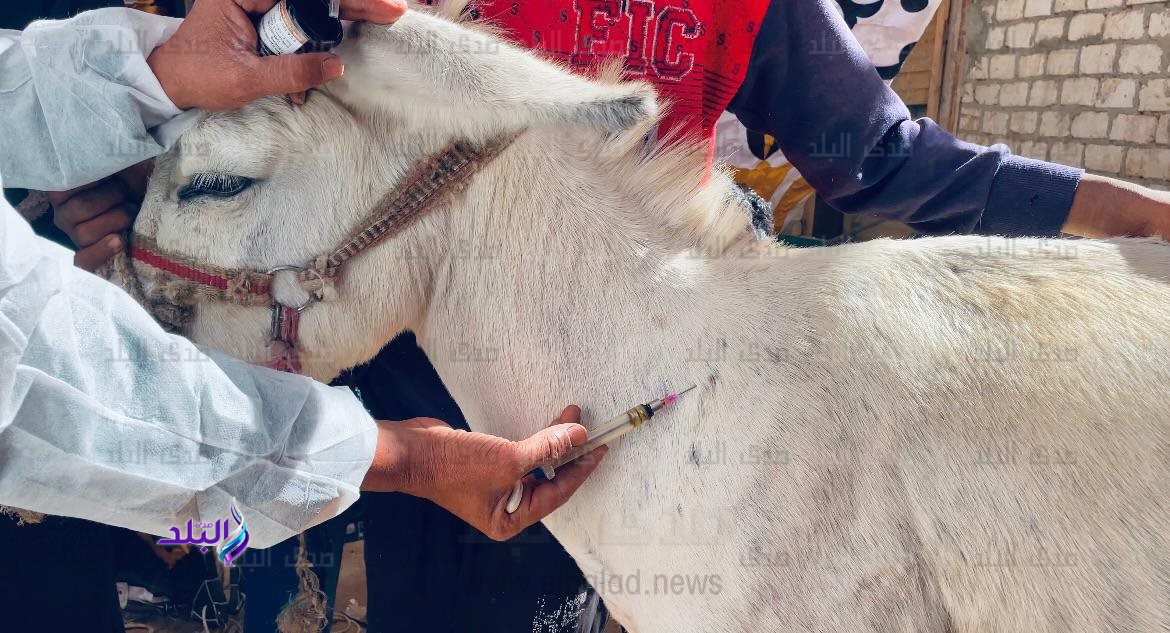 قافلة بيطرية (7)