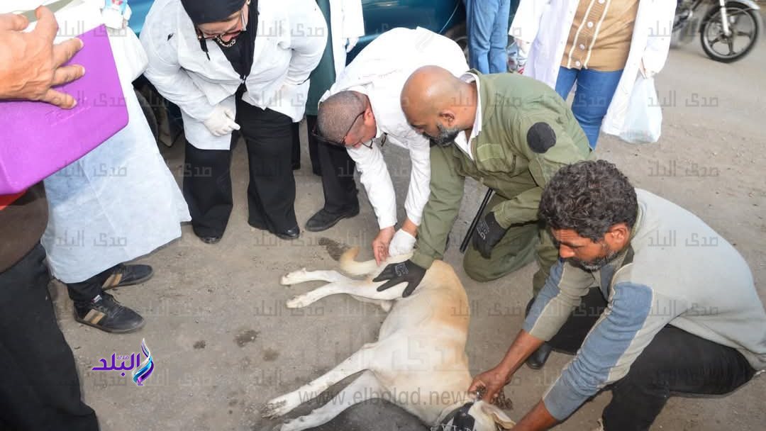 رئيس مدينة بورفؤاد : انطلاق الحملة المكبرة لتحصين كلاب الشوا