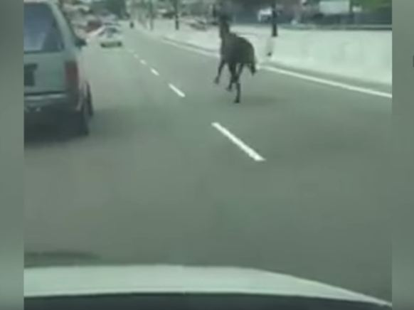 حصان هارب يتسبب فى شلل مرورى حصان هارب يتسبب فى شلل مرورى