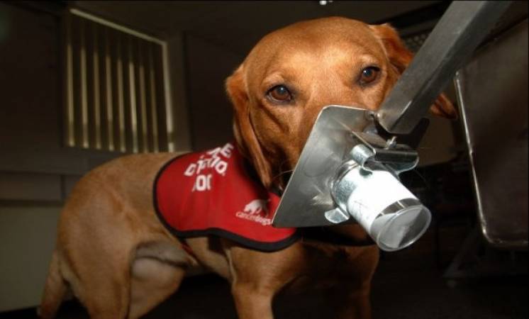 الاستعانة بالكلاب للكشف عن الأورام السرطانية