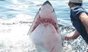 عصابة أسماك القروش