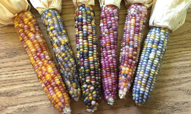 نوع جديد من الذرة بلون"قوس قزح"