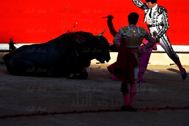  مقتل مصارع ثيران إسباني داخل الحلبة 