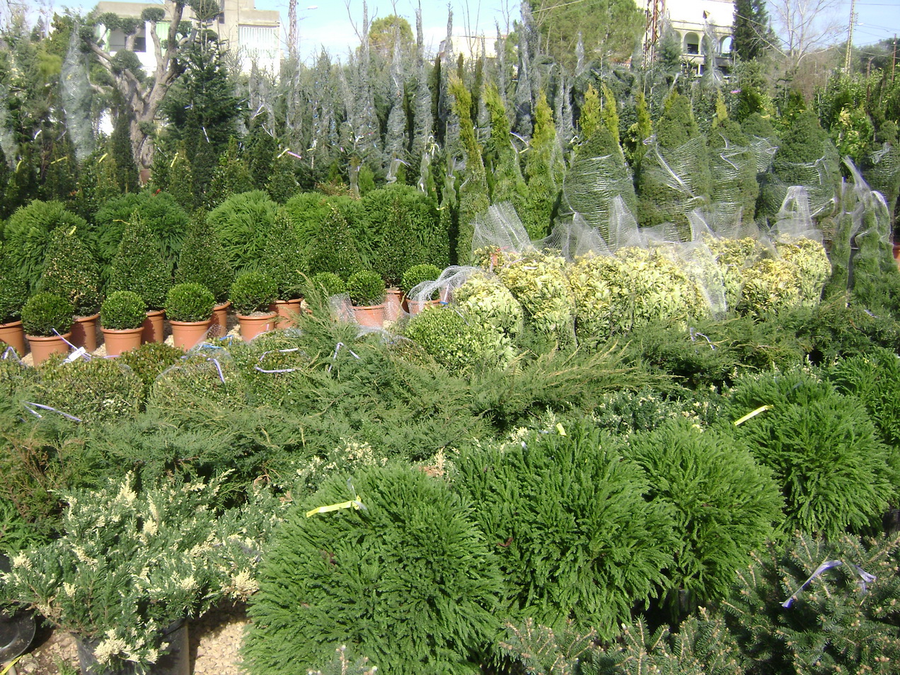  المشاتل غير المرخصة