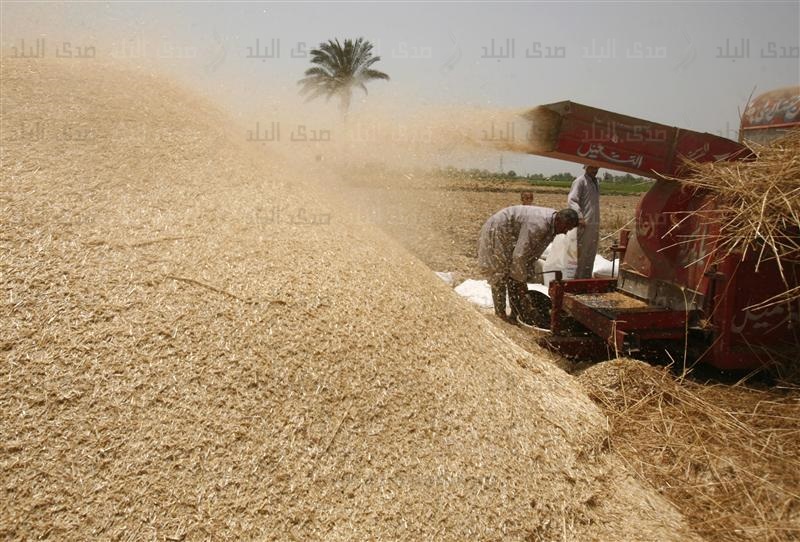 القمح القمح