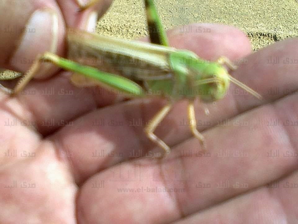 محاصرة أسراب الجراد داخل مزرعة بتوشكى 