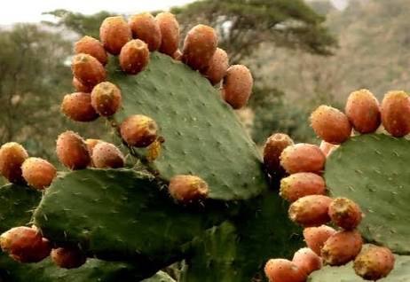 التين الشوكي