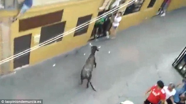  ثور ينطح سيدة ويقتلها 