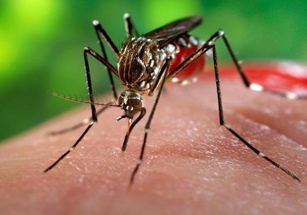 إسبانيا تسجل ولادة أول رضيع مصاب بفيروس زيكا