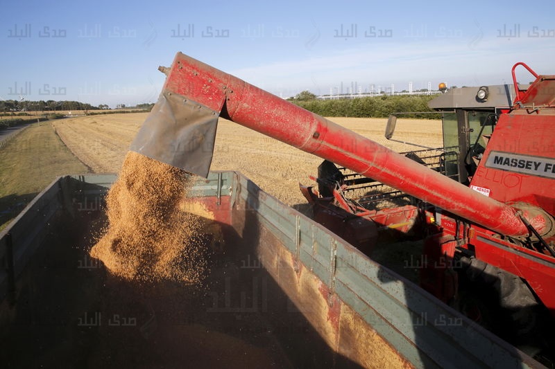 القمح القمح
