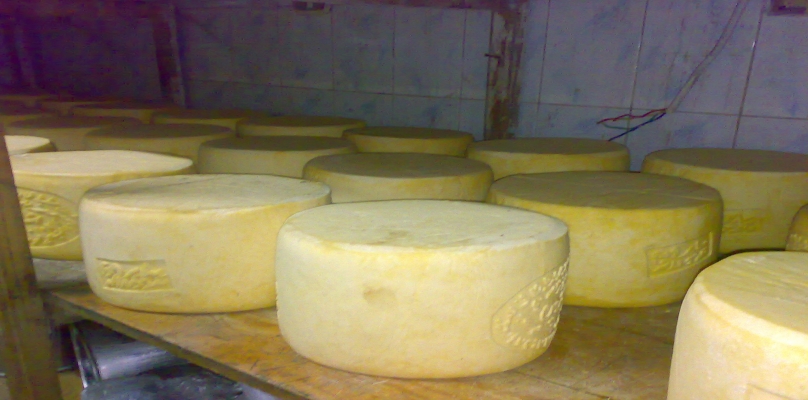 طن جبنة رومي