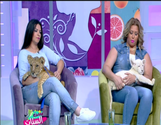 أسدان يظهران على الهواء