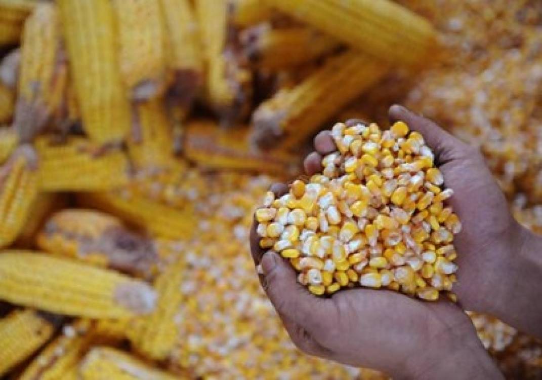 ألف طن من الذرة