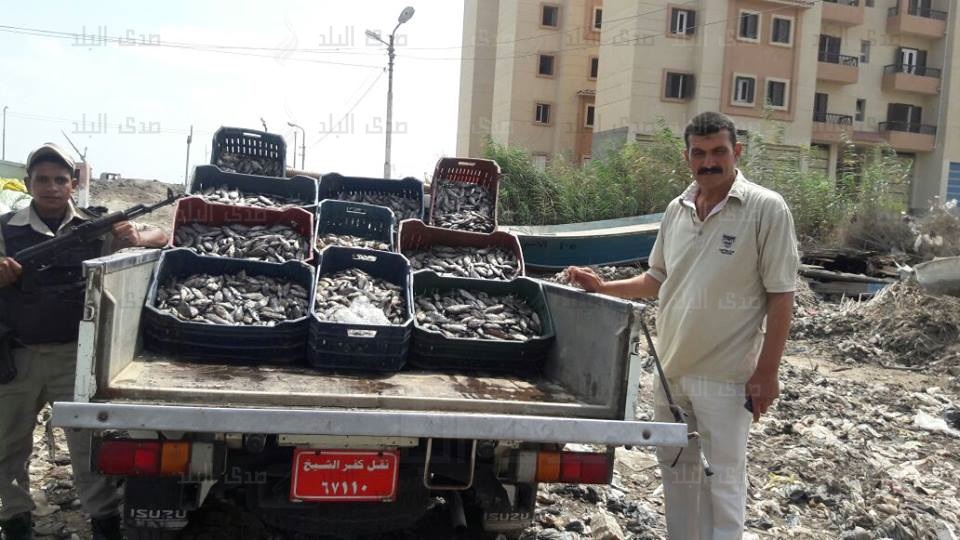 وحدة أسماك صغيرة وحدة أسماك صغيرة