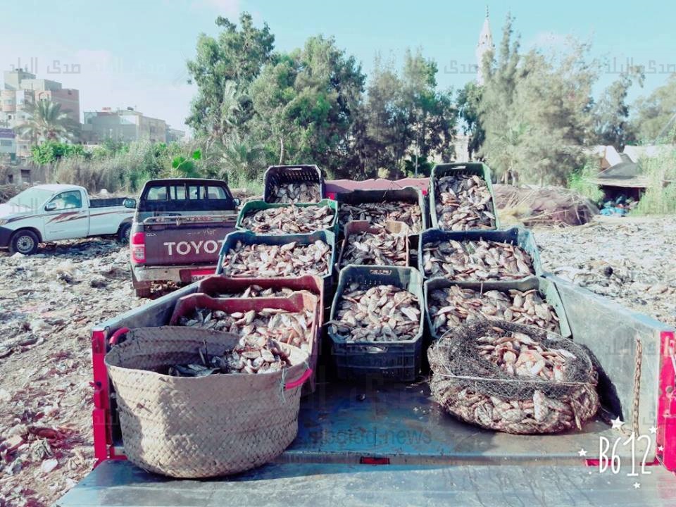 ضبط زريعة أسماك وتحرير 20 قضية صيد مخالف ضبط زريعة أسماك وتحرير 20 قضية صيد مخالف