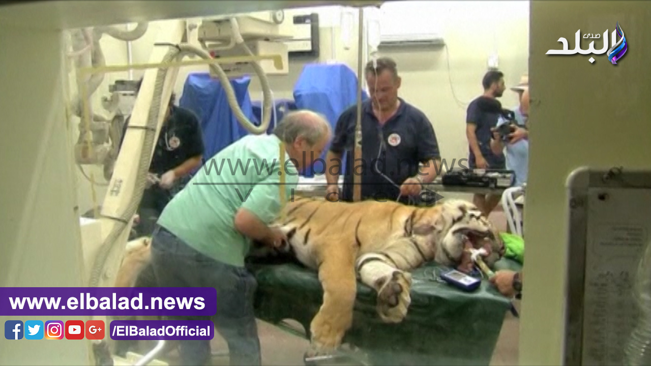 حيوانات تم إنقاذها من حديقة بغزة