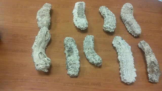 خيار وفرس بحر محظور خيار وفرس بحر محظور