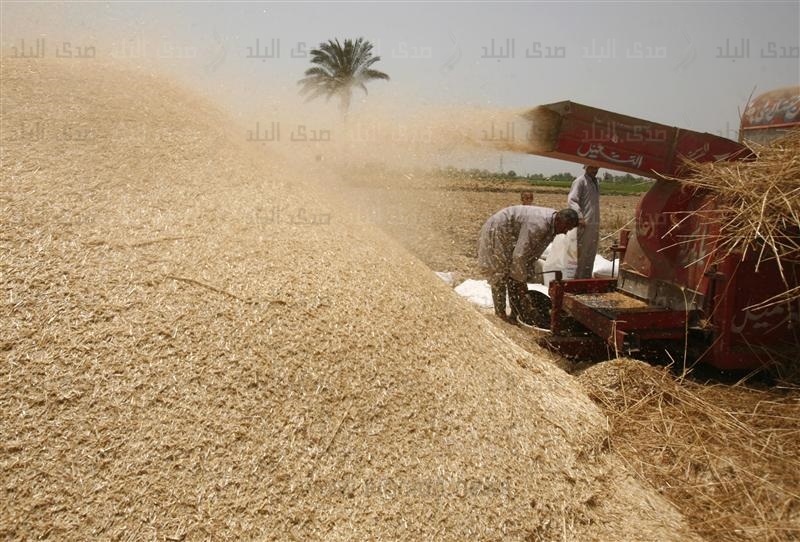 القمح