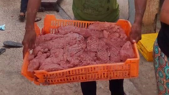 دواجن نافقة ومتحللة معدة للفرم بالجيزة