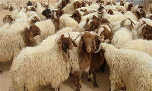أرشيفية أرشيفية