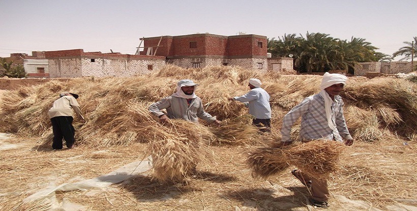  كبس قش الأرز