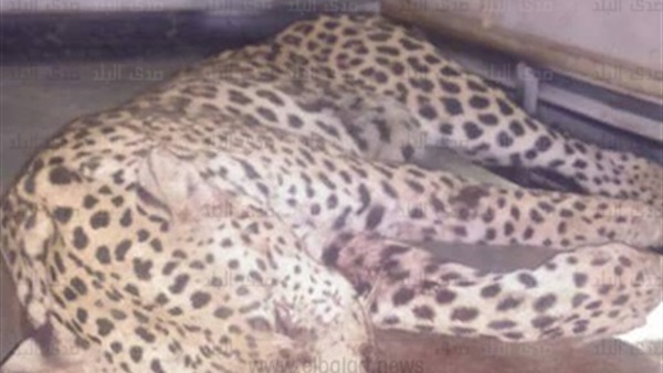النمر الذى تم قتله النمر الذى تم قتله